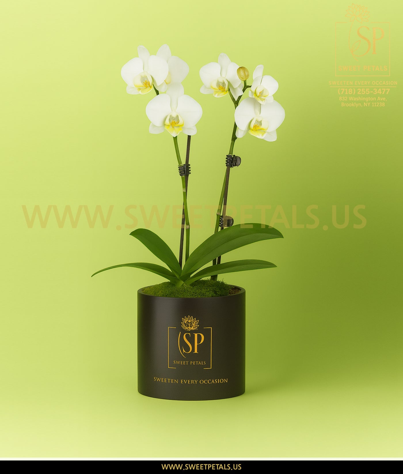 Double White Orchid Plant