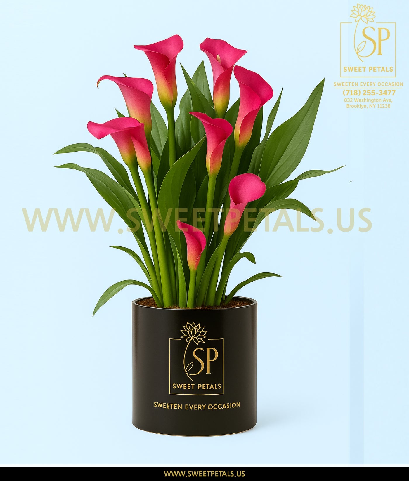 Perfectly Purple Calla Lily Plant