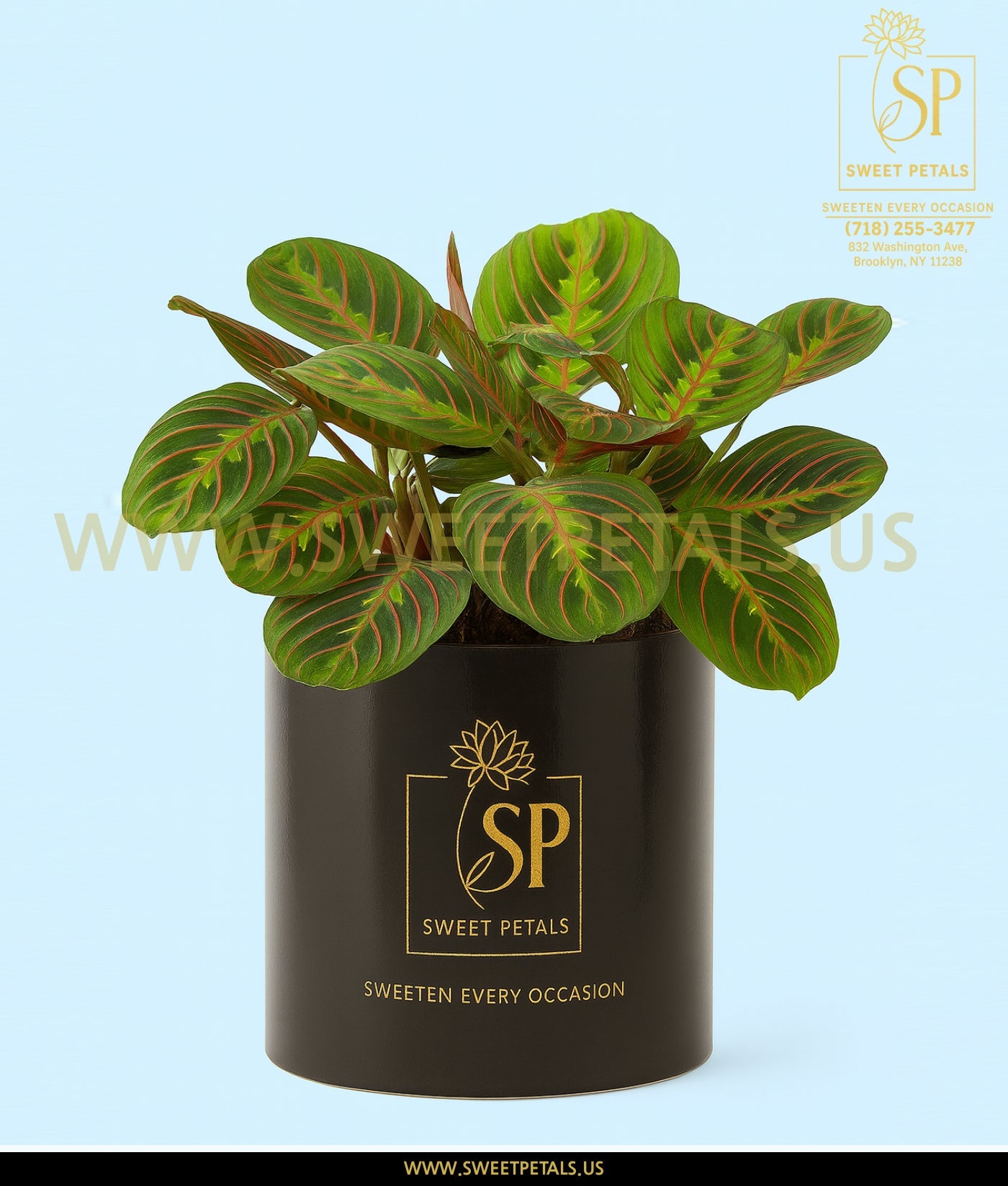 Red Maranta Prayer Plant