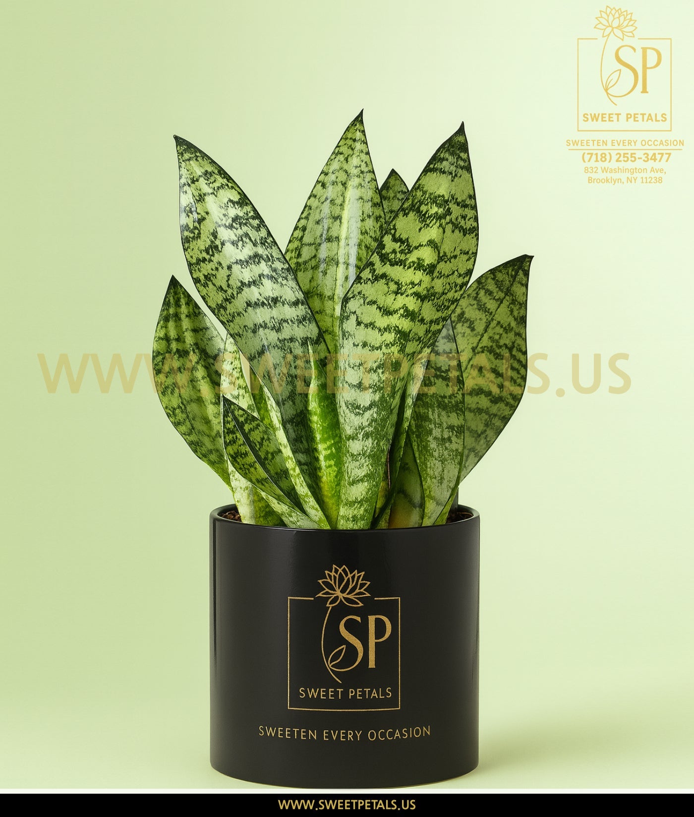Snake Plant (Sansevieria)