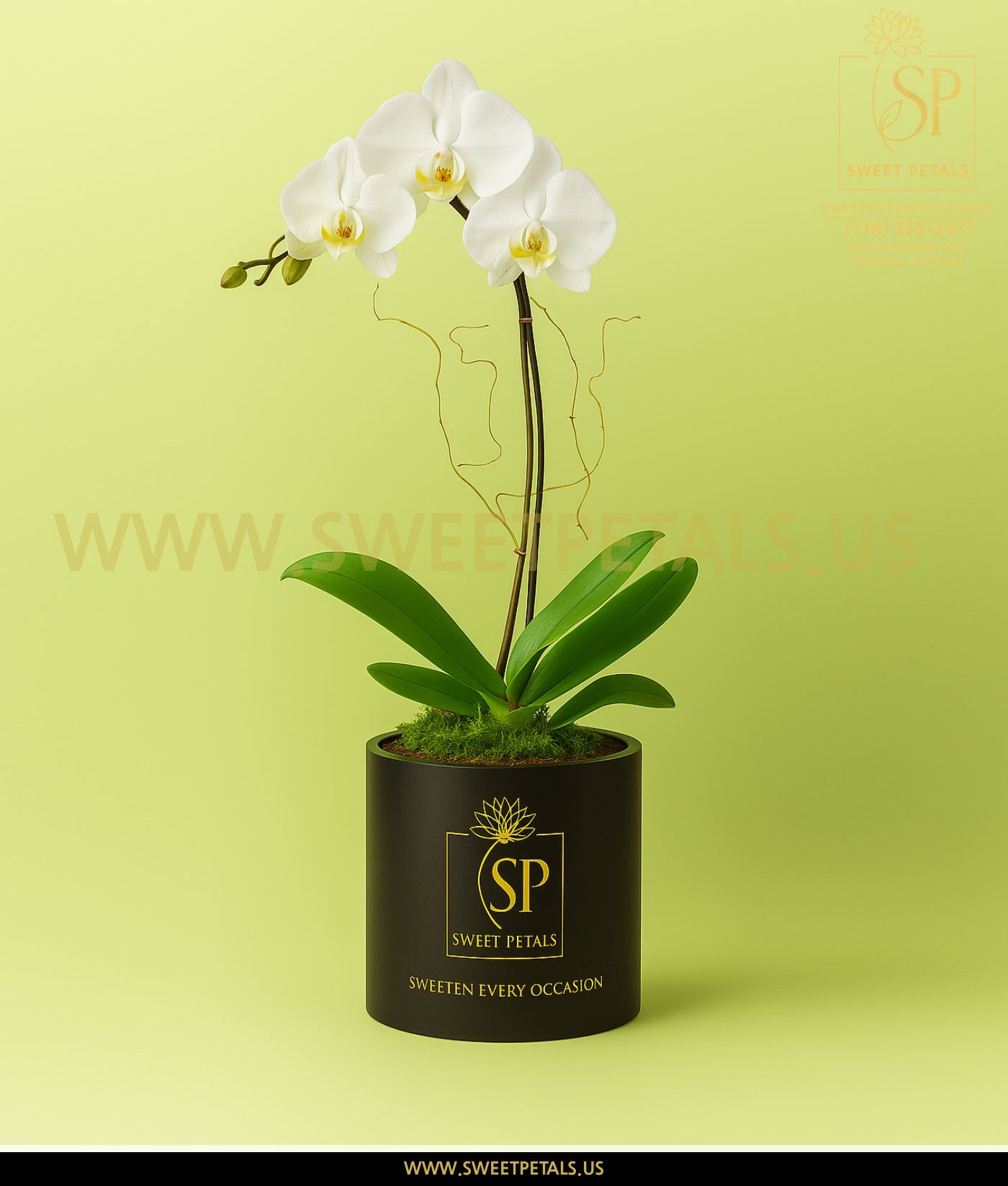 White Phalaenopsis Orchid