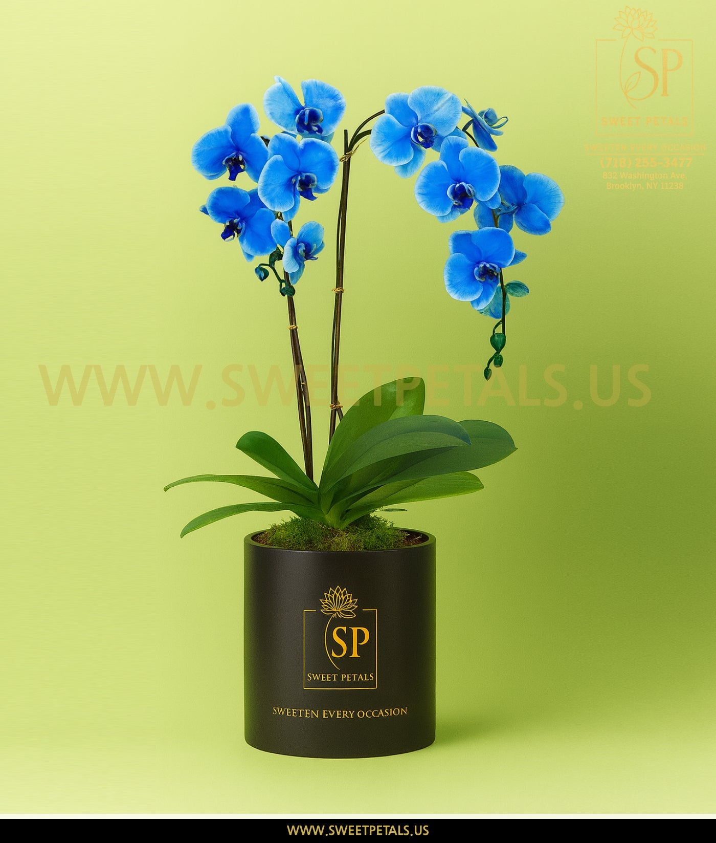 Double Blue Orchid Plant