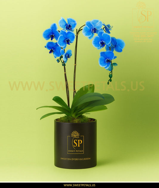 Double Blue Orchid Plant