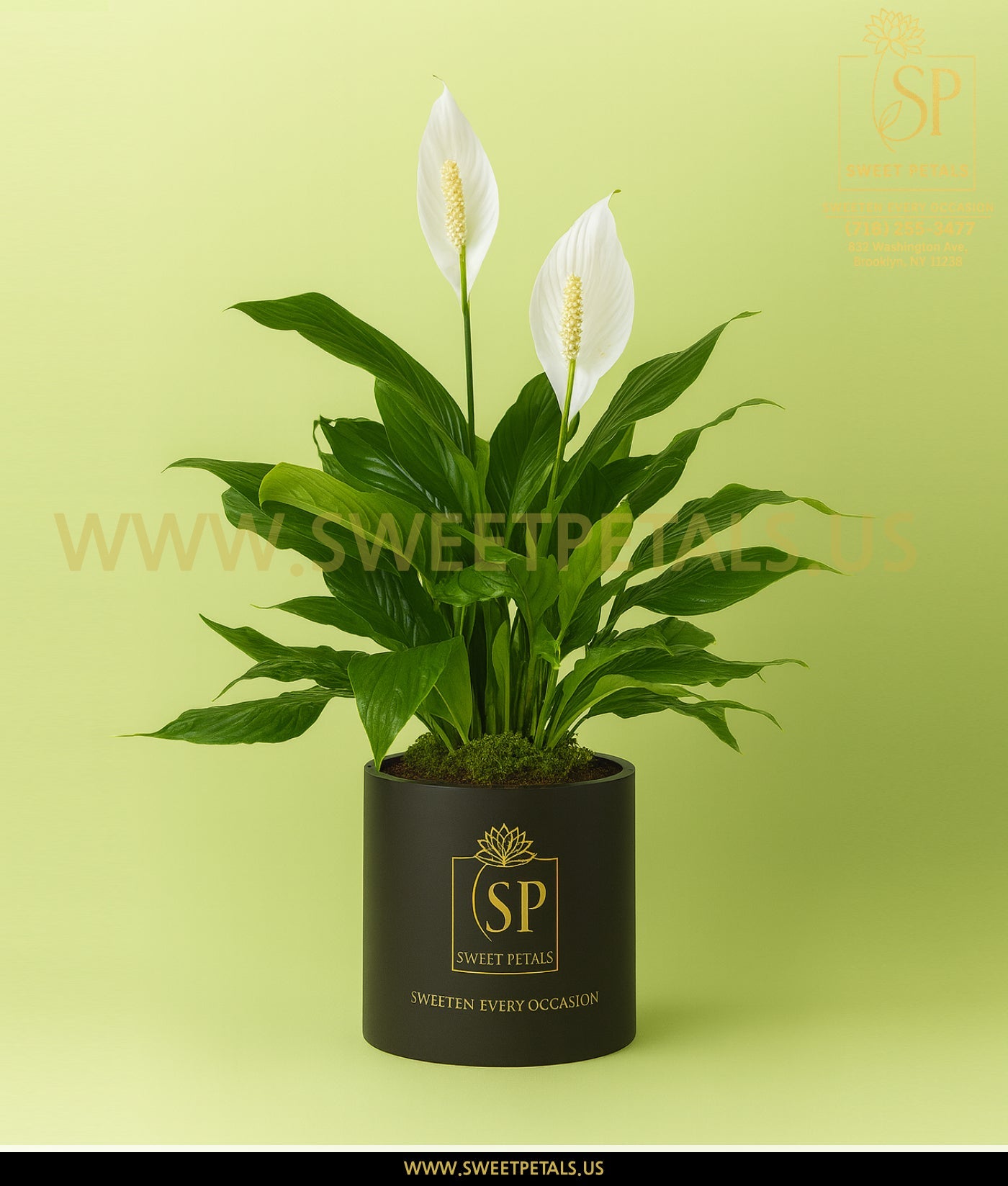 Lovely One Spathiphyllum Plant