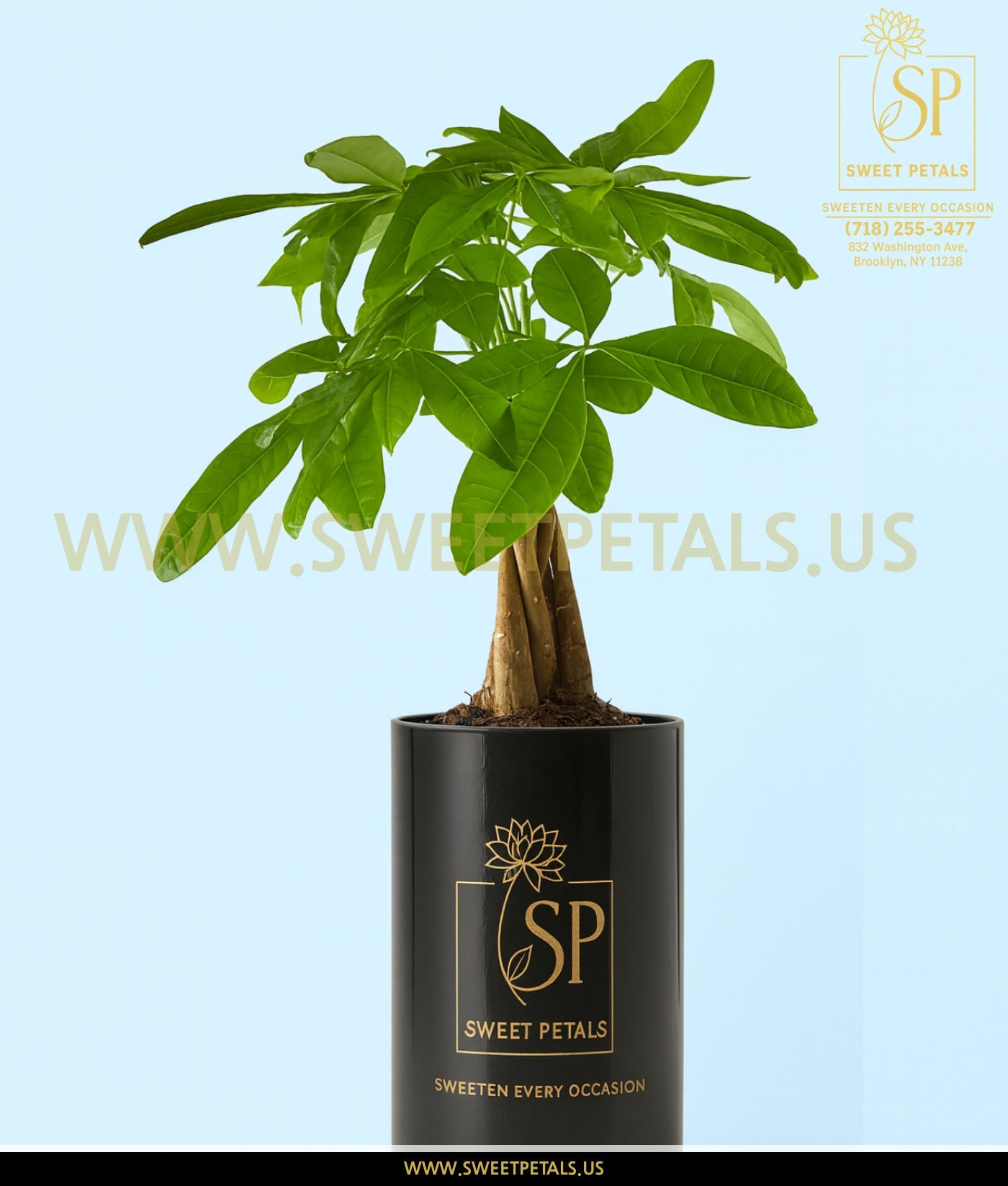 Lucky Day Money Tree