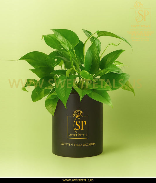 Lush Leaves Pothos Plant