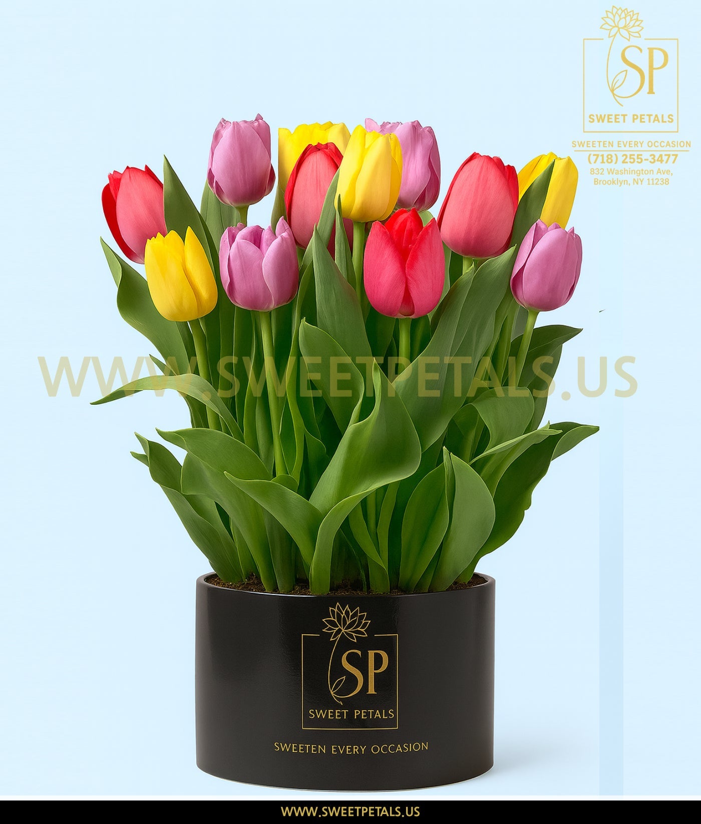 Rainbow Tulip Bulb Garden