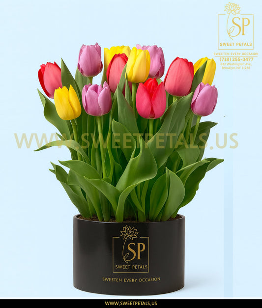 Rainbow Tulip Bulb Garden