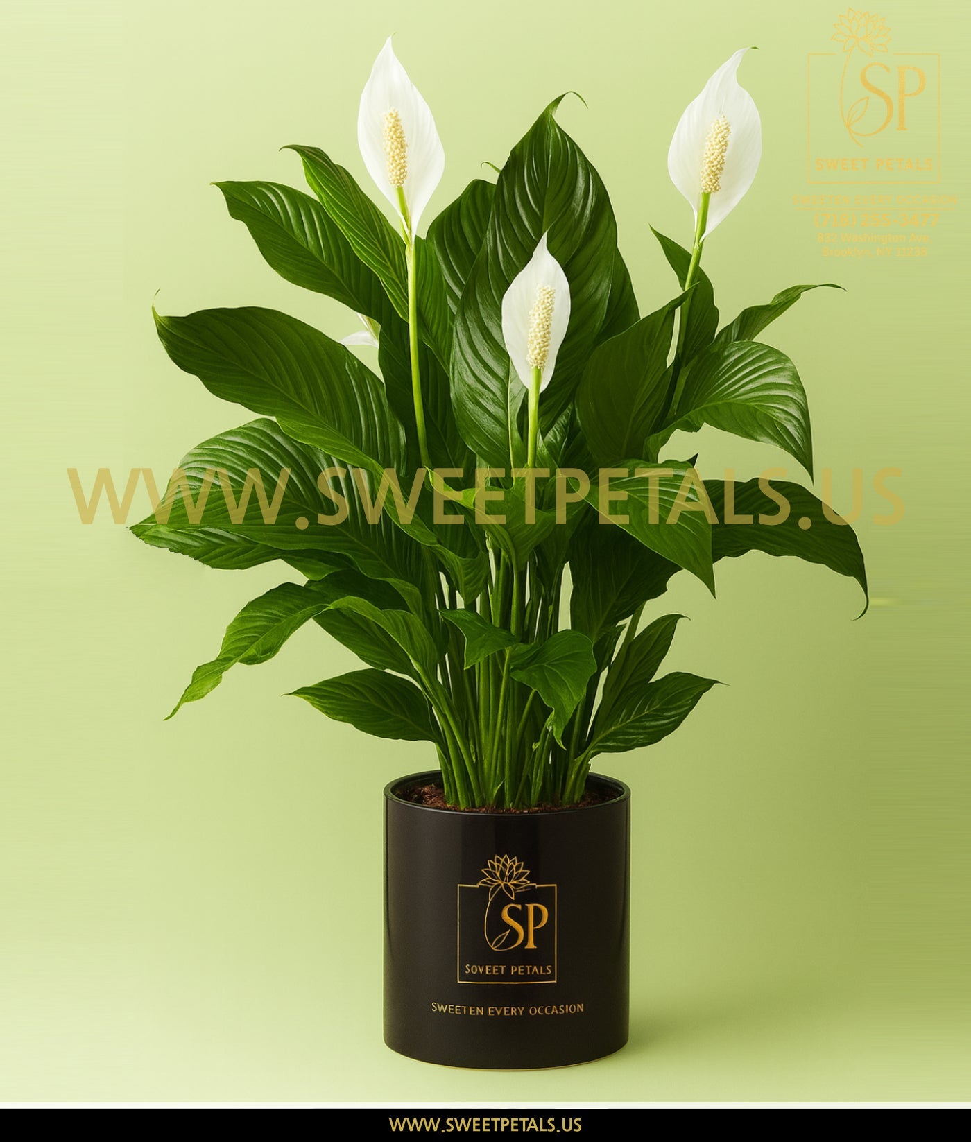 Peaceful White Garden