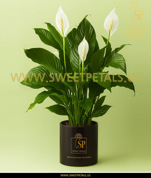 Peaceful White Garden