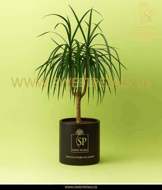 Dracaena “Marginata” Dragon Tree