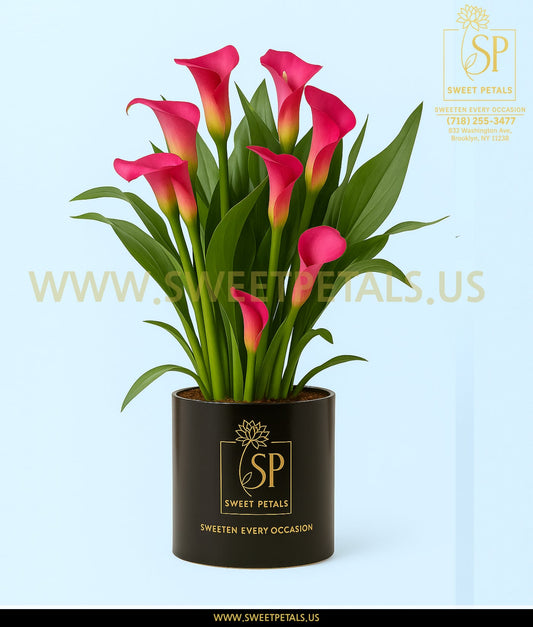 Perfectly Purple Calla Lily Plant