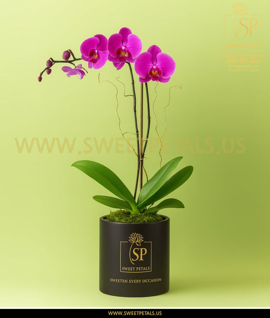 Purple Phalaenopsis Orchid