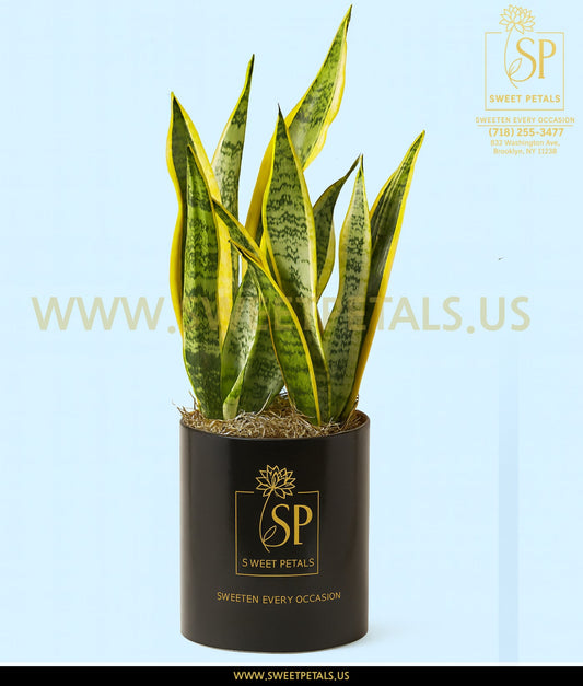 Snake Plant